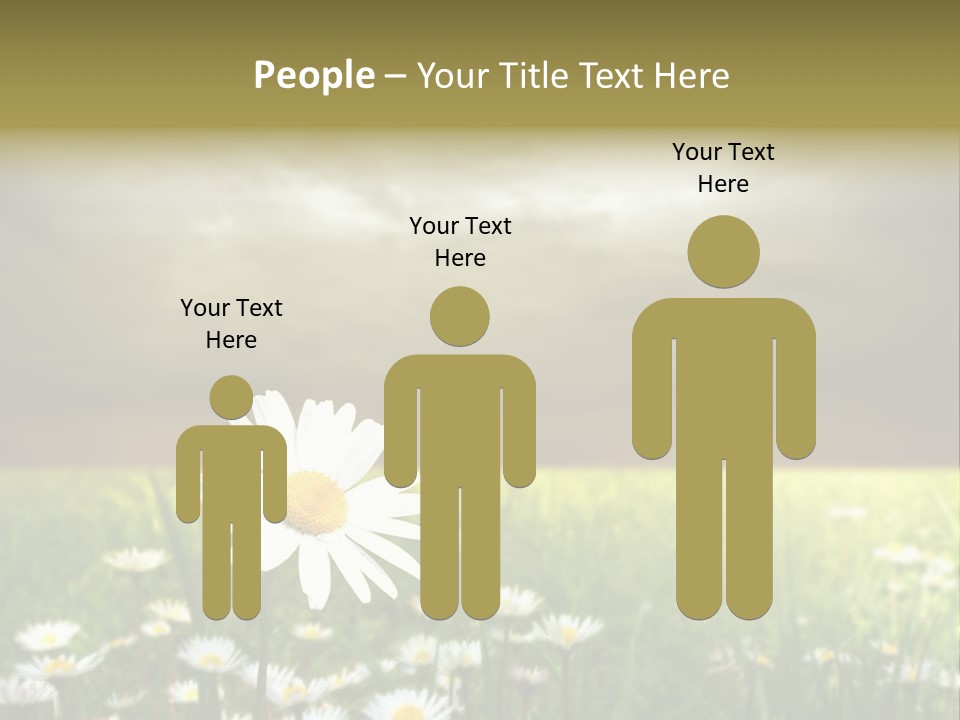 Daisies In A Grass Field At The Sunset PowerPoint Template