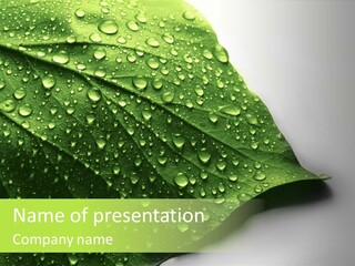 Fresh Water Drops On Green Plant Leaf PowerPoint Template