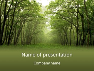 Forest Mystic Way, Primorye, Russia PowerPoint Template