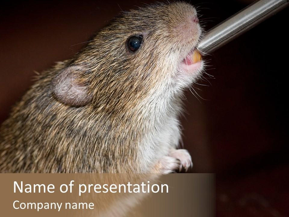 Pet Rat Drinks From Water Bottle Spout PowerPoint Template