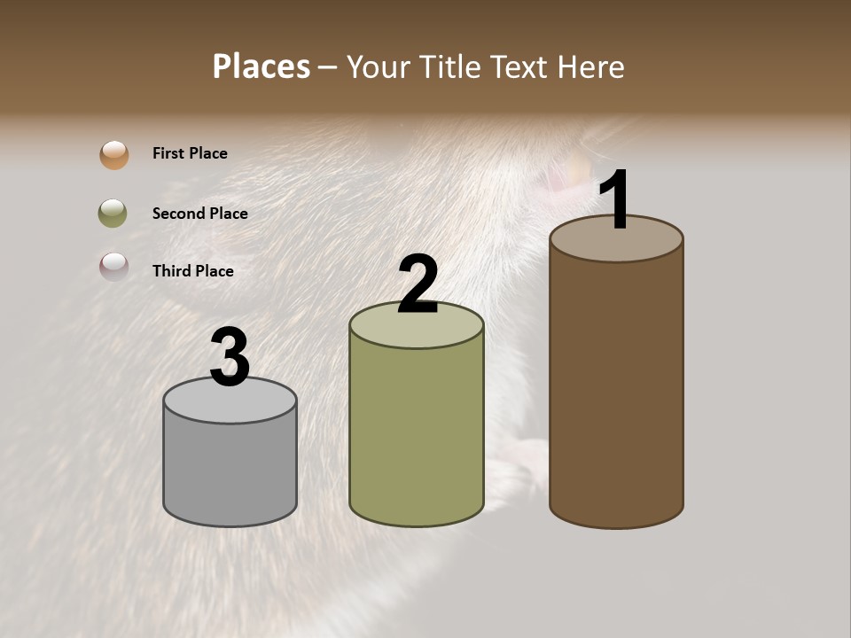 Pet Rat Drinks From Water Bottle Spout PowerPoint Template