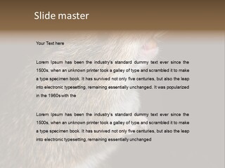 Pet Rat Drinks From Water Bottle Spout PowerPoint Template