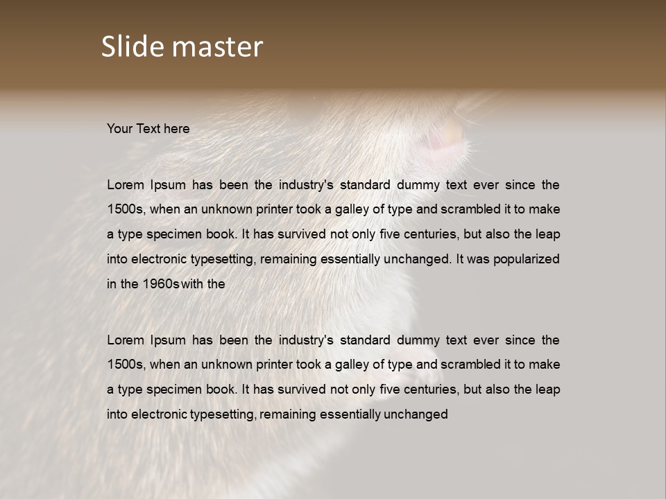 Pet Rat Drinks From Water Bottle Spout PowerPoint Template