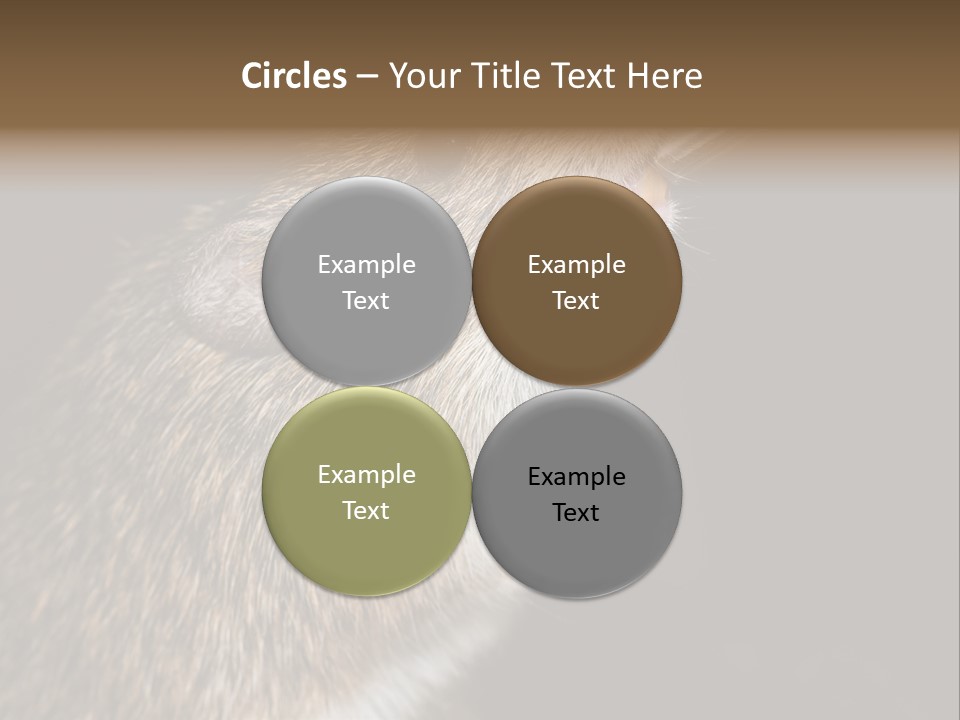 Pet Rat Drinks From Water Bottle Spout PowerPoint Template