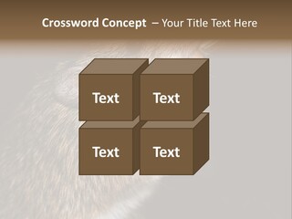 Pet Rat Drinks From Water Bottle Spout PowerPoint Template