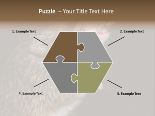 Pet Rat Drinks From Water Bottle Spout PowerPoint Template