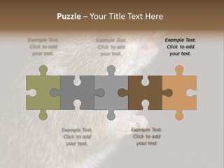 Pet Rat Drinks From Water Bottle Spout PowerPoint Template