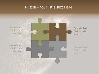 Pet Rat Drinks From Water Bottle Spout PowerPoint Template