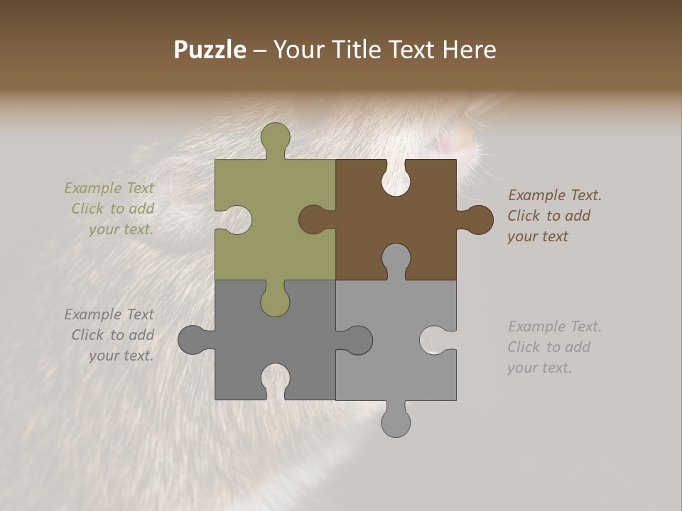 Pet Rat Drinks From Water Bottle Spout PowerPoint Template