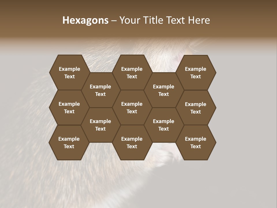 Pet Rat Drinks From Water Bottle Spout PowerPoint Template