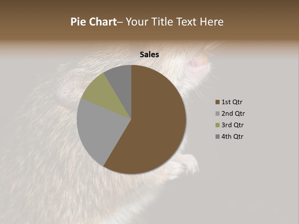 Pet Rat Drinks From Water Bottle Spout PowerPoint Template