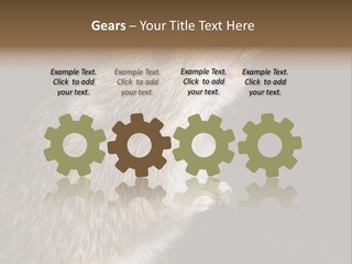 Pet Rat Drinks From Water Bottle Spout PowerPoint Template