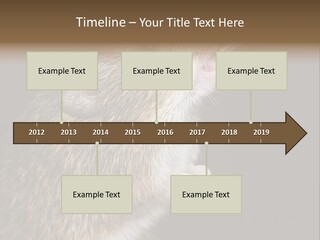 Pet Rat Drinks From Water Bottle Spout PowerPoint Template