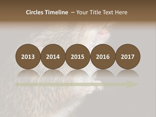 Pet Rat Drinks From Water Bottle Spout PowerPoint Template