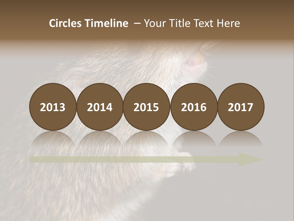 Pet Rat Drinks From Water Bottle Spout PowerPoint Template