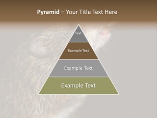 Pet Rat Drinks From Water Bottle Spout PowerPoint Template