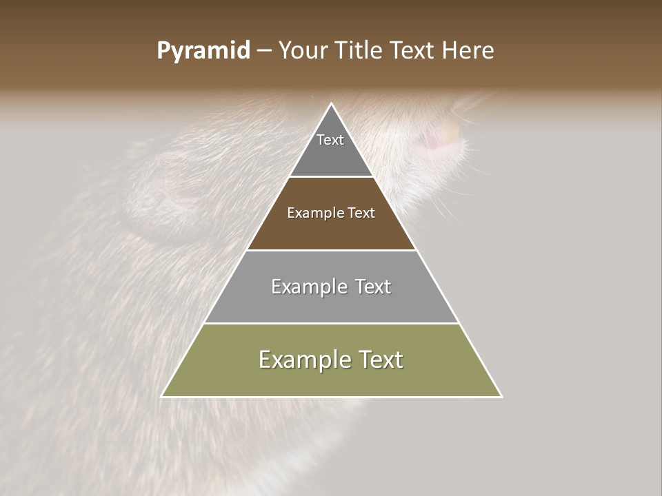 Pet Rat Drinks From Water Bottle Spout PowerPoint Template