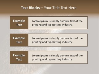 Pet Rat Drinks From Water Bottle Spout PowerPoint Template