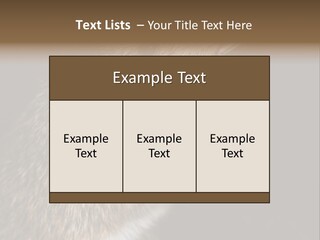 Pet Rat Drinks From Water Bottle Spout PowerPoint Template