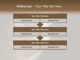 Pet Rat Drinks From Water Bottle Spout PowerPoint Template