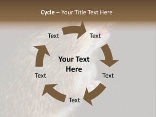 Pet Rat Drinks From Water Bottle Spout PowerPoint Template