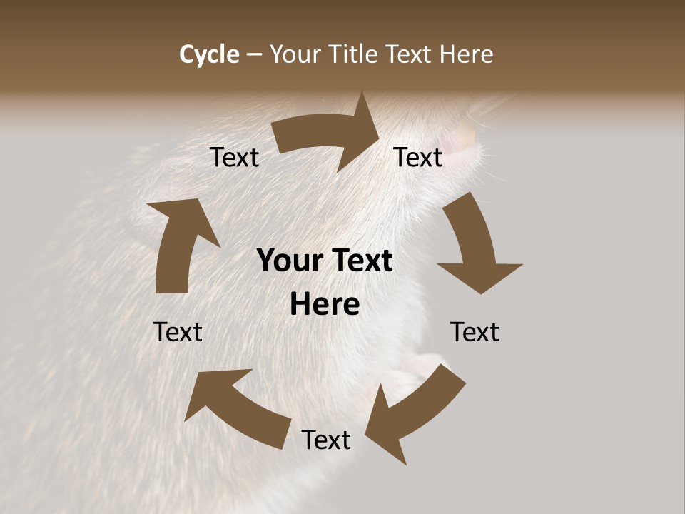 Pet Rat Drinks From Water Bottle Spout PowerPoint Template