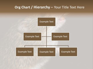 Pet Rat Drinks From Water Bottle Spout PowerPoint Template