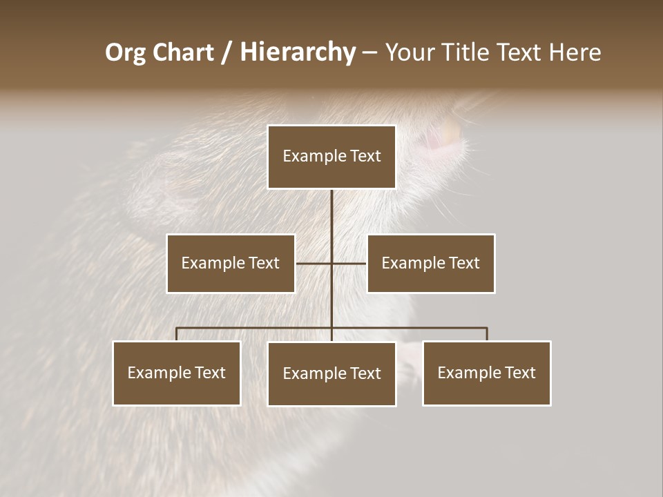 Pet Rat Drinks From Water Bottle Spout PowerPoint Template