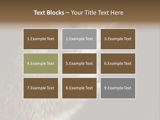 Pet Rat Drinks From Water Bottle Spout PowerPoint Template