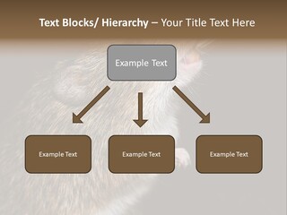 Pet Rat Drinks From Water Bottle Spout PowerPoint Template