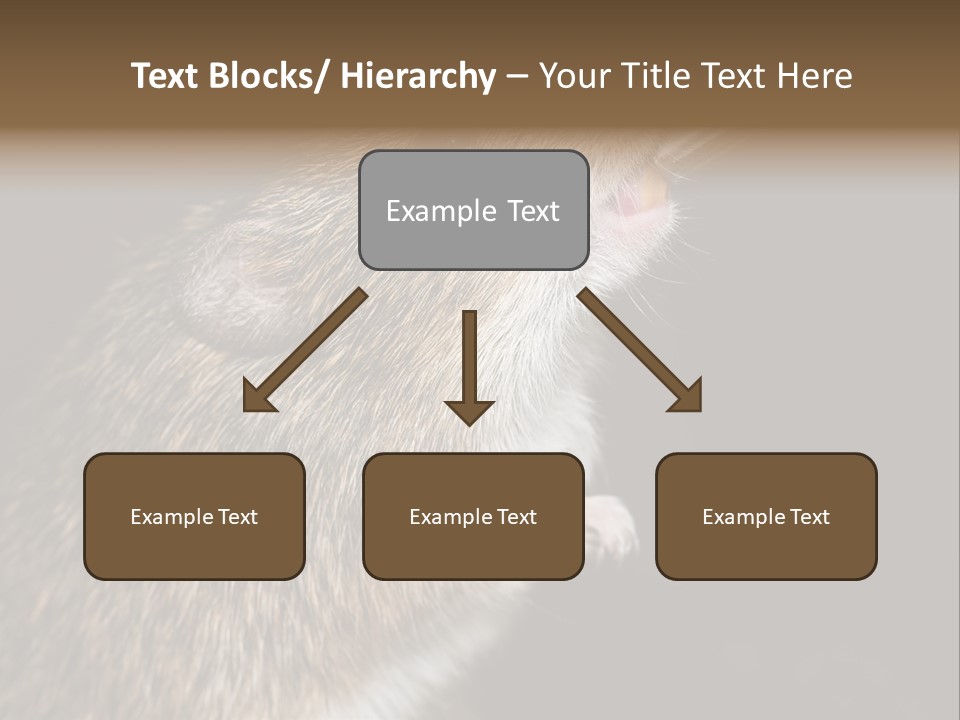 Pet Rat Drinks From Water Bottle Spout PowerPoint Template