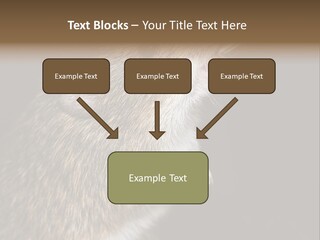 Pet Rat Drinks From Water Bottle Spout PowerPoint Template