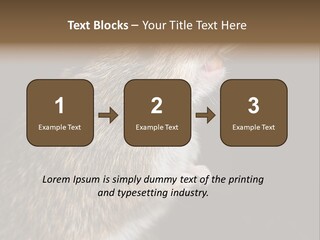 Pet Rat Drinks From Water Bottle Spout PowerPoint Template