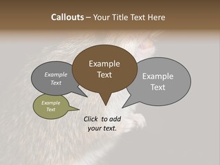 Pet Rat Drinks From Water Bottle Spout PowerPoint Template