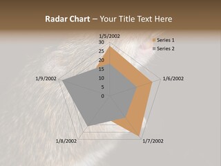 Pet Rat Drinks From Water Bottle Spout PowerPoint Template