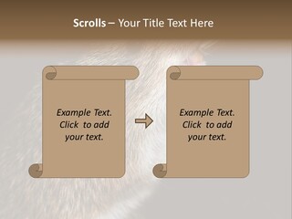 Pet Rat Drinks From Water Bottle Spout PowerPoint Template