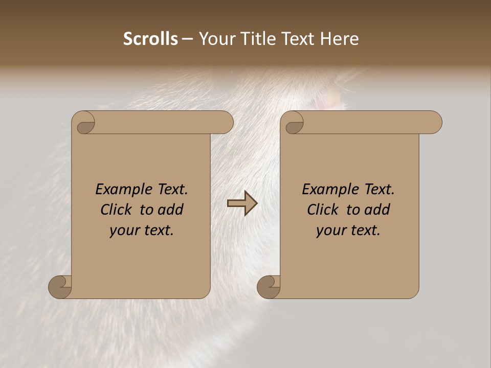 Pet Rat Drinks From Water Bottle Spout PowerPoint Template