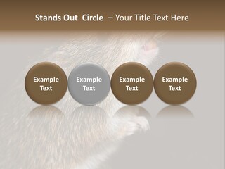 Pet Rat Drinks From Water Bottle Spout PowerPoint Template