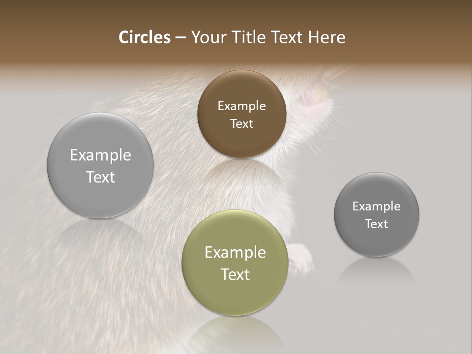 Pet Rat Drinks From Water Bottle Spout PowerPoint Template