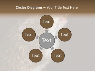 Pet Rat Drinks From Water Bottle Spout PowerPoint Template