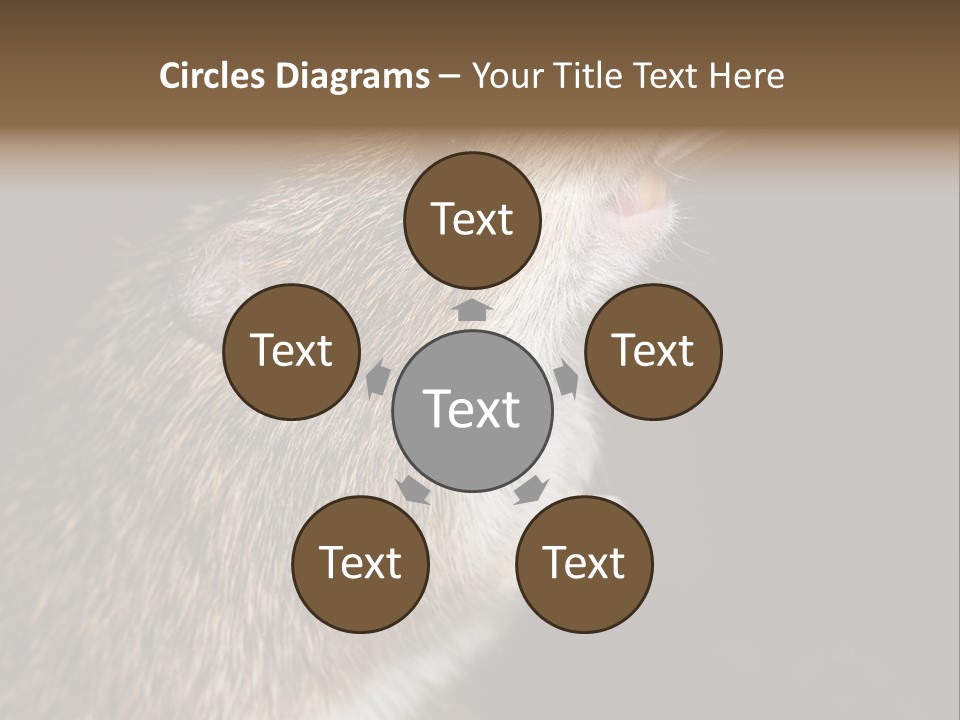 Pet Rat Drinks From Water Bottle Spout PowerPoint Template