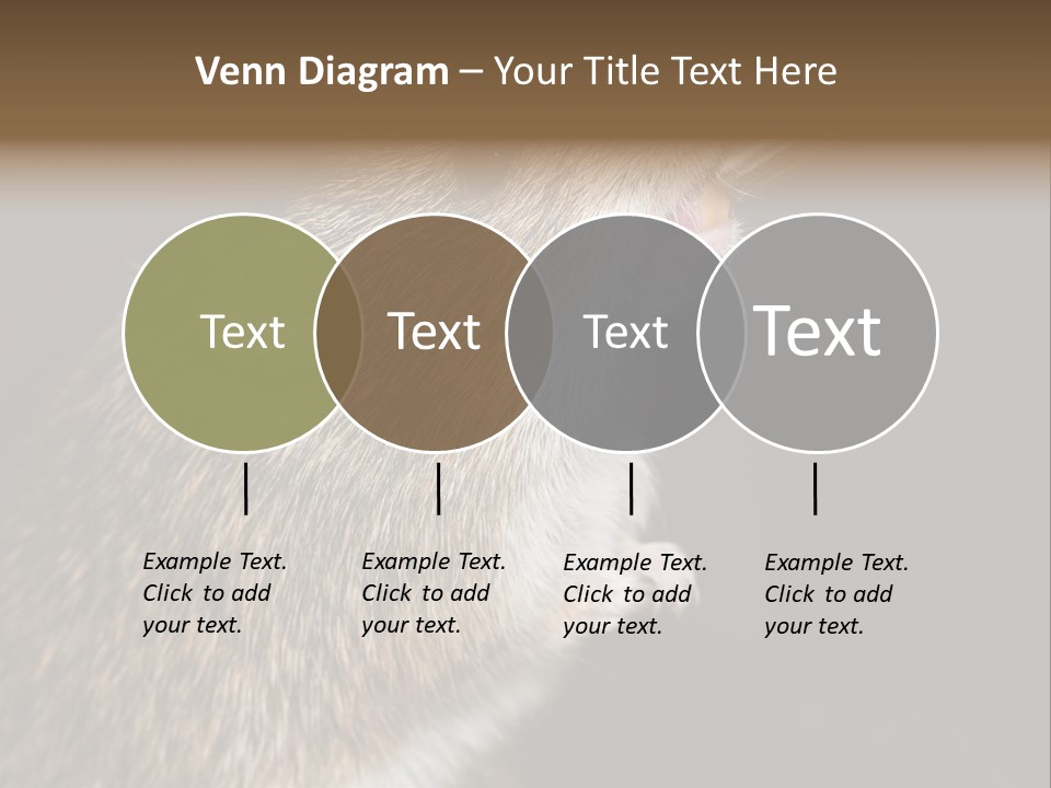 Pet Rat Drinks From Water Bottle Spout PowerPoint Template