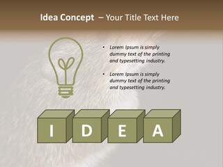 Pet Rat Drinks From Water Bottle Spout PowerPoint Template