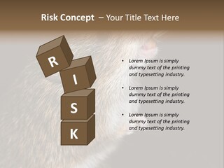 Pet Rat Drinks From Water Bottle Spout PowerPoint Template