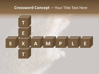 Pet Rat Drinks From Water Bottle Spout PowerPoint Template