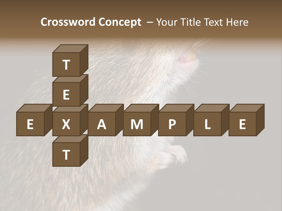 Pet Rat Drinks From Water Bottle Spout PowerPoint Template