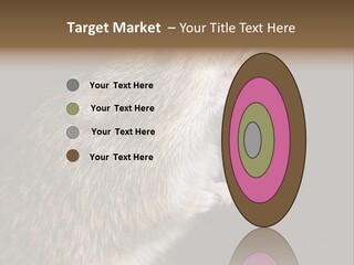 Pet Rat Drinks From Water Bottle Spout PowerPoint Template