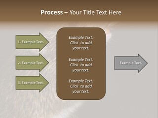 Pet Rat Drinks From Water Bottle Spout PowerPoint Template
