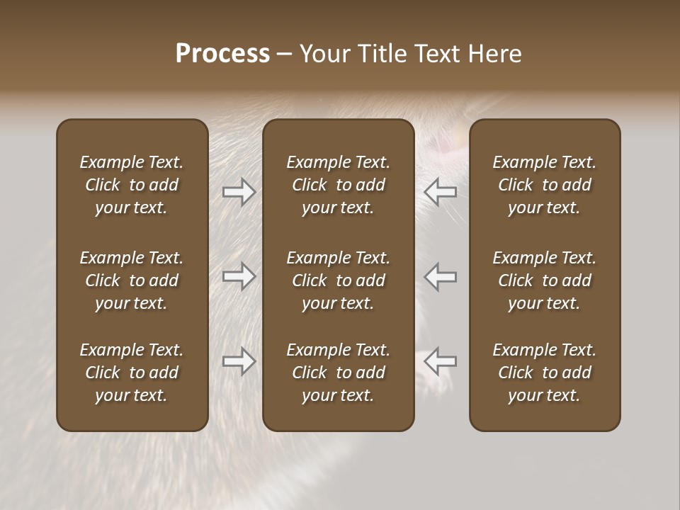 Pet Rat Drinks From Water Bottle Spout PowerPoint Template