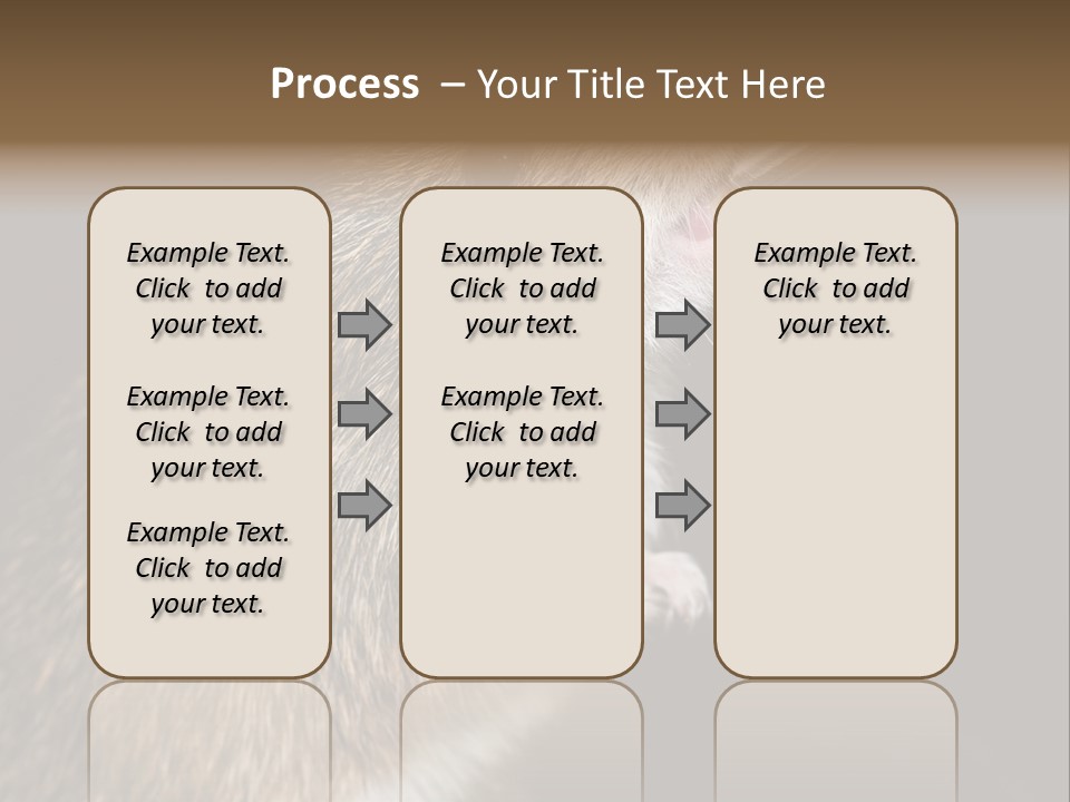 Pet Rat Drinks From Water Bottle Spout PowerPoint Template
